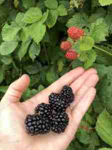 fresh blackberries on the vine